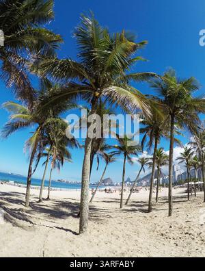 Palmen an einem sonnigen Strand Leme in Rio de Janeiro mit klarem blauen Himmel und Meerblick. Stockfoto