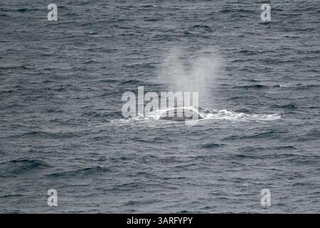 Ein südlicher Glattwal (Eubalaena australis) an der Oberfläche vor der Küste der Antarktis. Stockfoto