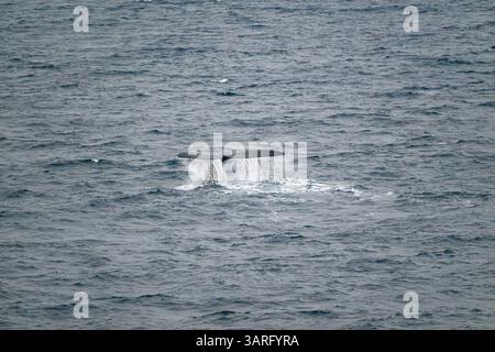 Ein südlicher Glattwal (Eubalaena australis) an der Oberfläche vor der Küste der Antarktis. Stockfoto