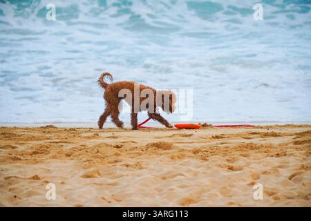 Bezauberndes nassbraunes Labradoodle, das am Sandstrand mit Meereswellen im Hintergrund steht. Perfektes Stockfoto für Haustier, Reisen, Strandleben, Hundeliebhaber Stockfoto