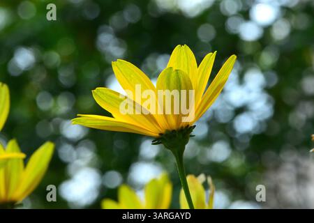 Gelbe Blume durchscheinende Blüte Seitenansicht verschwommener Hintergrund Stockfoto