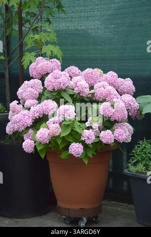 Die im Blumentopf wachsende Hortensie Stockfoto