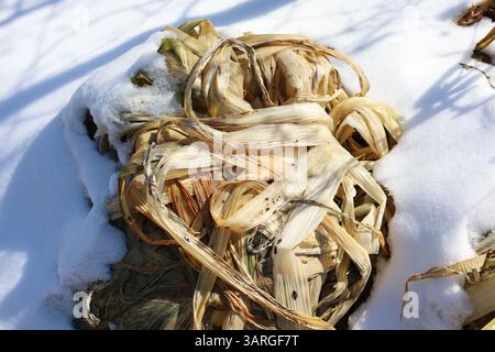 Getrocknete Maispflanze verwelkt und mit Schnee bedeckt Stockfoto