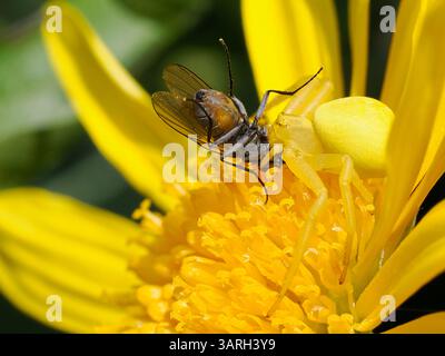 Makrogelbe Krabbenspinne, die eine Fliege auf gelbem Gänseblümchen fängt Stockfoto