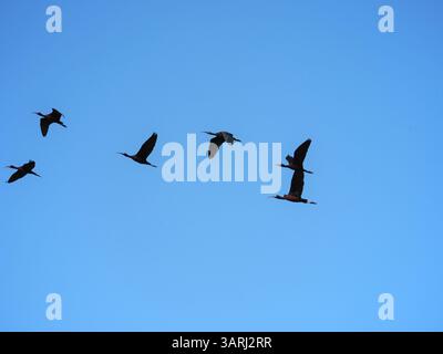 Eine Schar von Glossy Ibises (Plegadis falcinellus), die durch einen klaren Himmel fliegen. Eine dynamische Naturszene, die den synchronisierten Flug der wilden Vögel zeigt Stockfoto