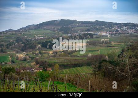 Panorama der Wachau in Niederösterreich. Traditionelle Wein- und Tourismusregion Stockfoto