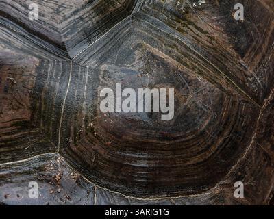 Nahaufnahme der Muschelstruktur der Seychellen-Schildkröte (Aldabrachelys gigantea), Aldabra-Riesenschildkröte Hintergrund Stockfoto