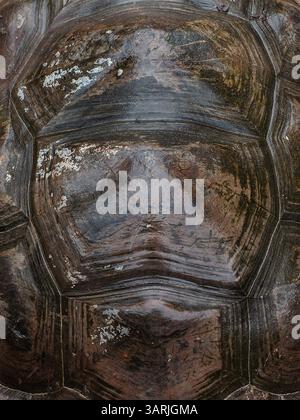 Nahaufnahme der Muschelstruktur der Seychellen-Schildkröte (Aldabrachelys gigantea), Aldabra-Riesenschildkröte Hintergrund Stockfoto