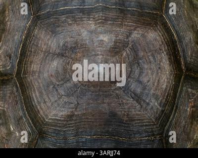 Nahaufnahme der Muschelstruktur der Seychellen-Schildkröte (Aldabrachelys gigantea), Aldabra-Riesenschildkröte Hintergrund Stockfoto