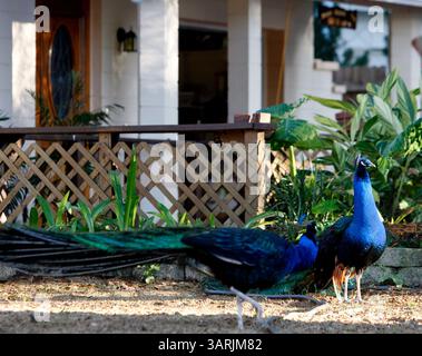 Februar 2010 - St. Pete, Florida, USA - DIRK SHADD | Times. SP 318579 SHAD PEACOCKS 03 (02/11/2010 ST. PETE) zwei Pfauen hängen am Mittwochabend im Vorgarten des Hauses von Ray Deason, 5667 55th Way North in St. Petersburg. ZUSAMMENFASSUNG DER GESCHICHTE: Etwa 25 bis 30 Pfauen haben das Viertel zu ihrem Zuhause gemacht, indem sie Dächer, Autos und Rasenflächen abrissen. Die Antwort des Bezirks: Heuern Sie einen Fallenzieher an, wir kümmern uns nicht darum. [DIRK SHADD, Times] (Bild: © St. Petersburg Times/ZUMApress.com) Stockfoto