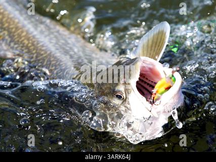 25. Juni 2013 – Knife River, MN, USA – Eine Seeforelle wird während eines Angelausflugs für Veteranen auf dem Knife River in Minnesota aufgewirbelt. (Bild: © Sam Cook/MCT/ZUMAPRESS.com) Stockfoto