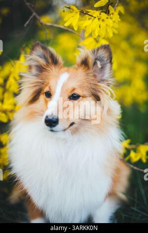 Shetland Sheepdog Stockfoto