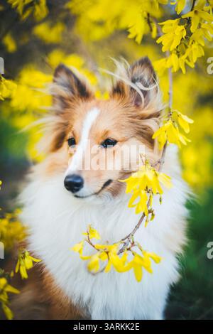 Shetland Sheepdog Stockfoto