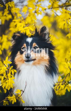 Shetland Sheepdog Stockfoto