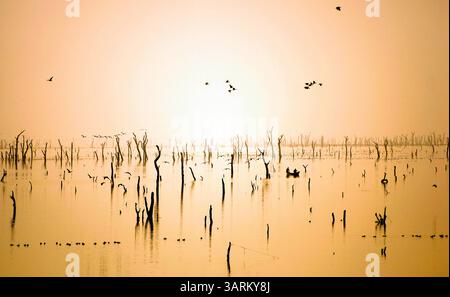 28. Juli 2008 - Lake Volta, Ghana - Ghana. Lake Volta. Das war früher ein Wald, heute sind die Bäume tot und nur noch die Wurzeln und Äste sind im Voltasee vorhanden. In der Zeit des Sklavenhandels wurden einige Sklaven mit Schiffen von Norden an die Küste an der Volta transportiert. (Bild: © Hans Van Rhoon/ZUMA Wire) Stockfoto