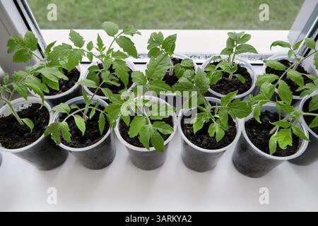 Tomatensämlinge, die in Plastikbehältern auf einer sonnigen Fensterbank wachsen. Frische, Bio-Pflanzen gesunde Ernährung, Heimgärtnerei und nachhaltiger Lebensstil. Stockfoto