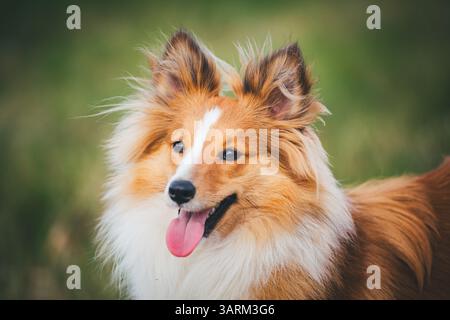 Shetland Sheepdog Stockfoto