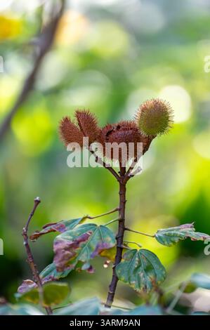 Bixa Orellana oder Achiote Pflanze, Quelle von Anato, natürliches reifes orange-rotes Gewürz, das zur Färbung von Lebensmitteln, Körperfarbe, Gewürz verwendet wird Stockfoto