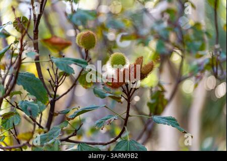 Bixa Orellana oder Achiote Pflanze, Quelle von Anato, natürliches reifes orange-rotes Gewürz, das zur Färbung von Lebensmitteln, Körperfarbe, Gewürz verwendet wird Stockfoto