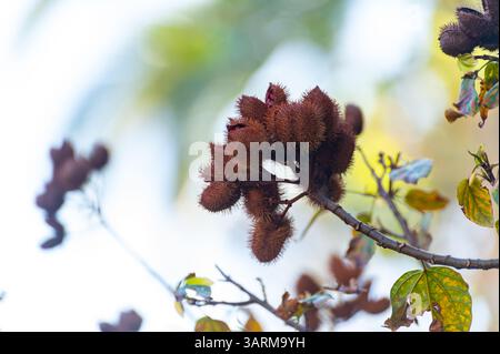 Bixa Orellana oder Achiote Pflanze, Quelle von Anato, natürliches reifes orange-rotes Gewürz, das zur Färbung von Lebensmitteln, Körperfarbe, Gewürz verwendet wird Stockfoto