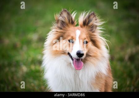 Shetland Sheepdog Stockfoto