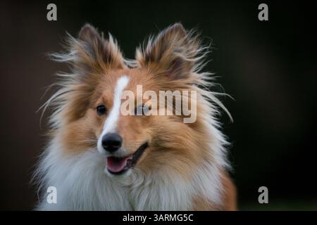 Shetland Sheepdog Stockfoto