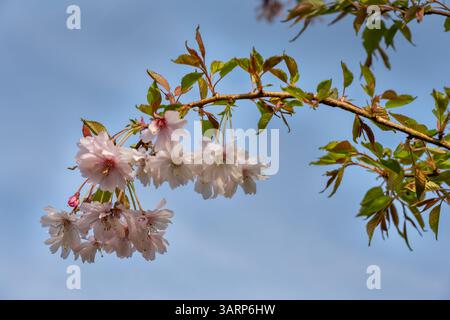Ornementalkirsche blüht im Frühjahr vor blauem Himmel, Nahaufnahme Stockfoto