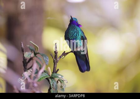 Das funkelnde Violetear ist eine Kolibri-Art, die in den Hochländern Nord- und Westsüdamerikas, einschließlich eines großen Teils der Anden, weit verbreitet ist Stockfoto