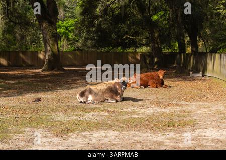 Zwei Kühe entspannen im Schatten der Eichen auf der Middleton Place Plantation in Charleston, South Carolina. Stockfoto