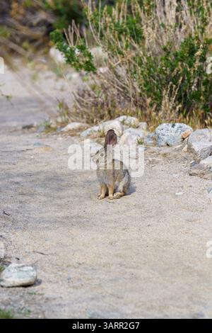 Junges Wüstenschwanz-Kaninchen sitzt auf dem Boden in der Mojave-Wüste von Kalifornien Stockfoto