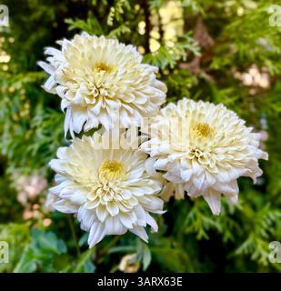 Nahaufnahme von drei hellen Chrysanthemen in Bloom Stockfoto