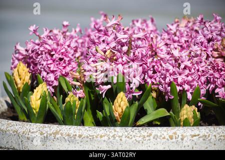 Eine lebhafte Darstellung rosafarbener Hyazinthen in voller Blüte, die von gelben Knospen und grünem Laub akzentuiert wird, schafft eine farbenfrohe Outdoor-Szene. Stockfoto