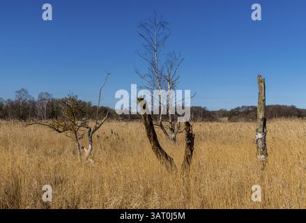 Landschaft am Neuensiensee auf der Insel Rügen, Mecklenburg-Vorpommern, Deutschland, Europa Stockfoto