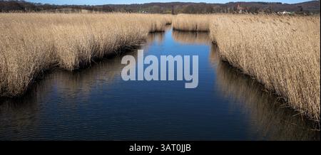 Landschaft am Neuensiensee auf der Insel Rügen, Mecklenburg-Vorpommern, Deutschland, Europa Stockfoto