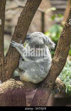 Koala (Phascolarctos cinereus) sitzt auf einem Baum, gefangen, Verteilung Südaustralien, Australien, Ozeanien Stockfoto