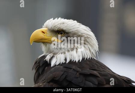 Weißkopfseeadler Haliaeetus leucocephalus Stockfoto