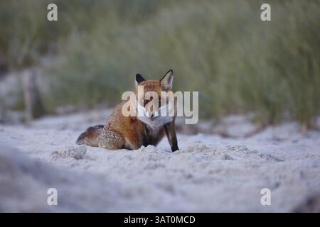 Rotfuchs, Vulpes vulpes, am Darsser Weststrand, Nationalpark Vorpommersche Lagune, Mecklenburg-Vorpommern, Deutschland, Europa Stockfoto