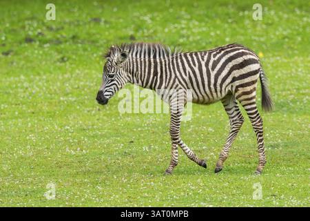 Plains Zebra (Equus quagga) Fohlen auf einer Wiese, Deutschland, Europa Stockfoto