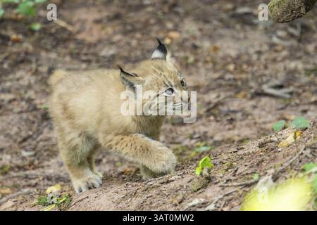 Eurasischer Luchse (Lynx Luchse) Junges (Youngster) in einem Wald, Bayern, Deutschland, Europa Stockfoto