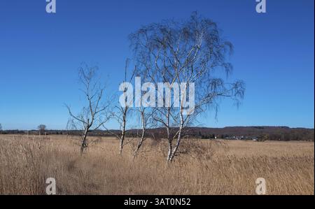 Landschaft am Neuensiensee auf der Insel Rügen, Mecklenburg-Vorpommern, Deutschland, Europa Stockfoto