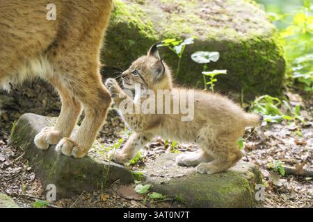 Eurasischer Luchse (Lynx Luchse) Junges (Youngster) in einem Wald, Bayern, Deutschland, Europa Stockfoto