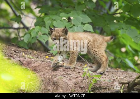 Eurasischer Luchse (Lynx Luchse) Junges (Youngster) in einem Wald, Bayern, Deutschland, Europa Stockfoto