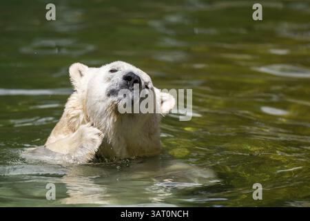 Eisbär (Ursus maritimus) schwimmt im Wasser, in Gefangenschaft, Deutschland, Europa Stockfoto