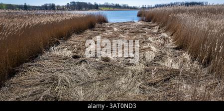 Landschaft am Neuensiensee auf der Insel Rügen, Mecklenburg-Vorpommern, Deutschland, Europa Stockfoto
