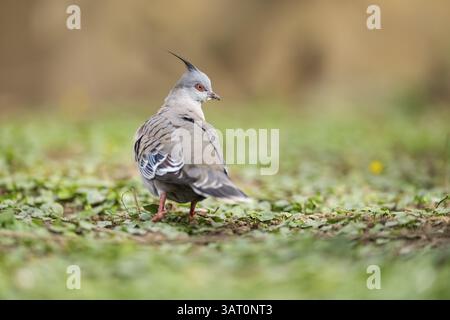 Haubentaube (Ocyphaps lophotes) auf einer Wiese, Bayern, Deutschland, Europa Stockfoto
