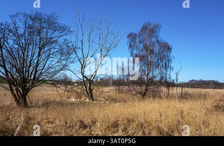 Landschaft am Neuensiensee auf der Insel Rügen, Mecklenburg-Vorpommern, Deutschland, Europa Stockfoto