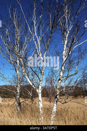 Landschaft am Neuensiensee auf der Insel Rügen, Mecklenburg-Vorpommern, Deutschland, Europa Stockfoto