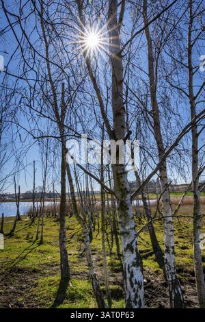 Landschaft am Neuensiensee auf der Insel Rügen, Mecklenburg-Vorpommern, Deutschland, Europa Stockfoto