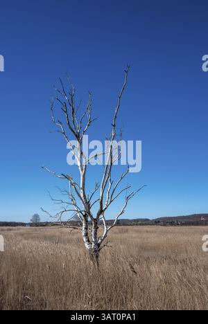 Landschaft am Neuensiensee auf der Insel Rügen, Mecklenburg-Vorpommern, Deutschland, Europa Stockfoto