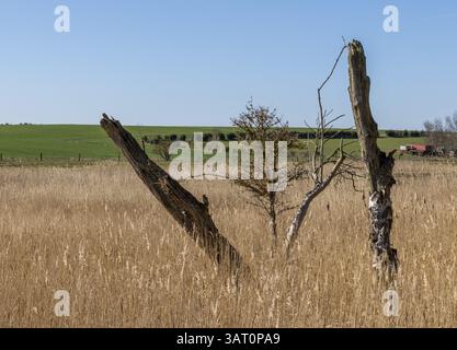 Landschaft am Neuensiensee auf der Insel Rügen, Mecklenburg-Vorpommern, Deutschland, Europa Stockfoto